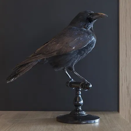 Fugl Fonix Etnesjoen